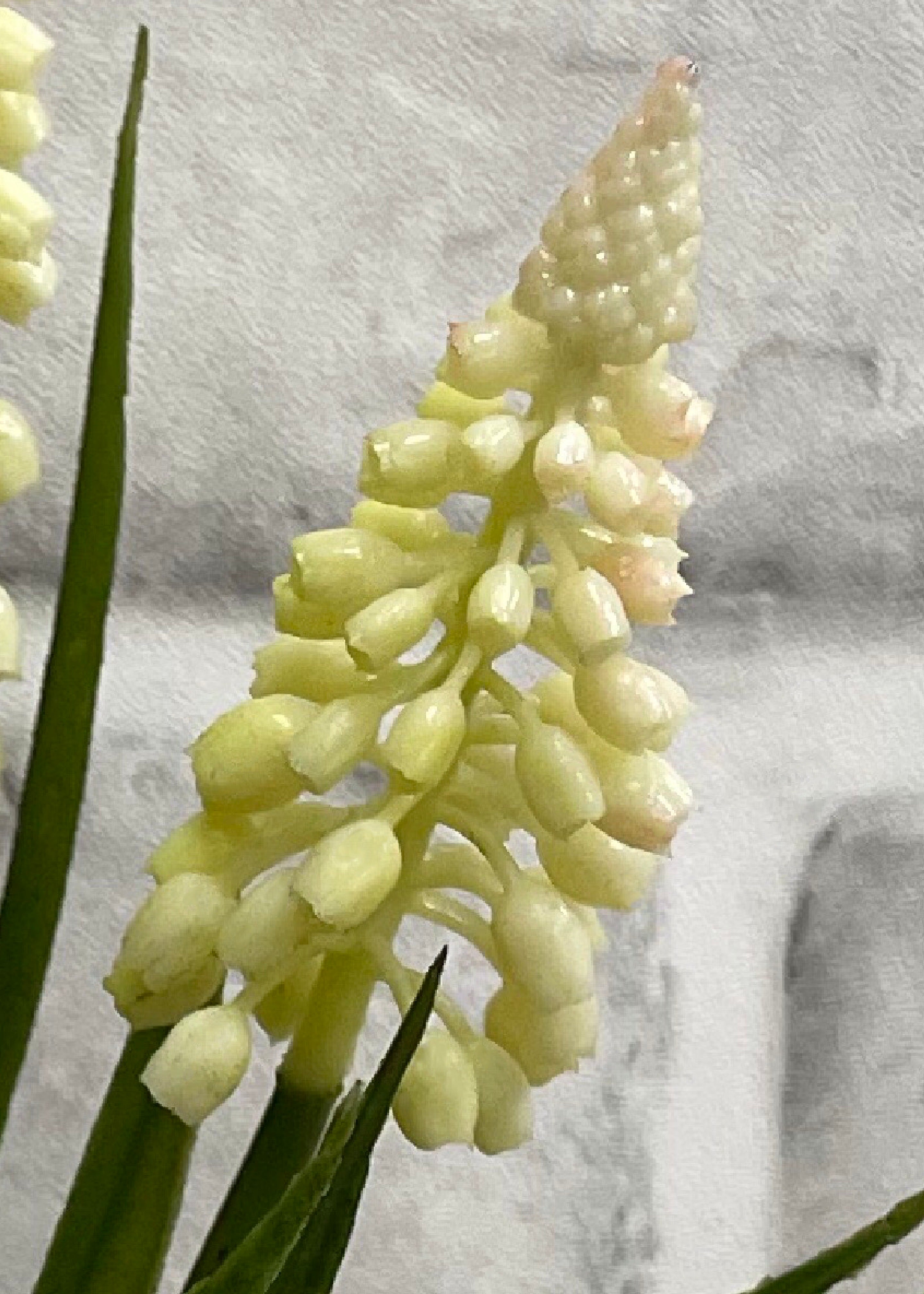 ITEM 00992 W - 10.5" WHITE MUSCARI BUNDLE X 4