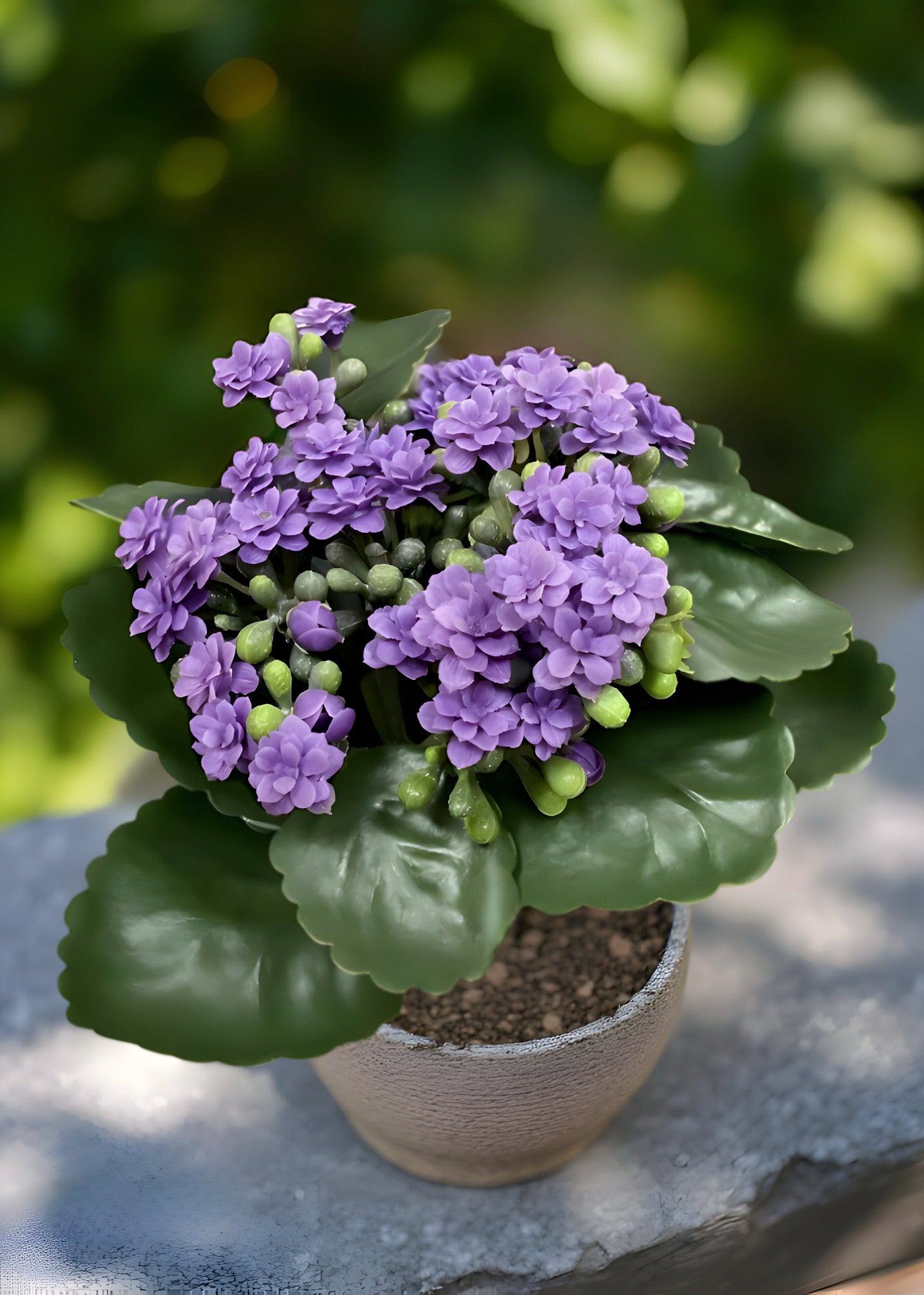 ITEM 10193 LV - 8.25" LAVENDER KALANCHOE BUSH