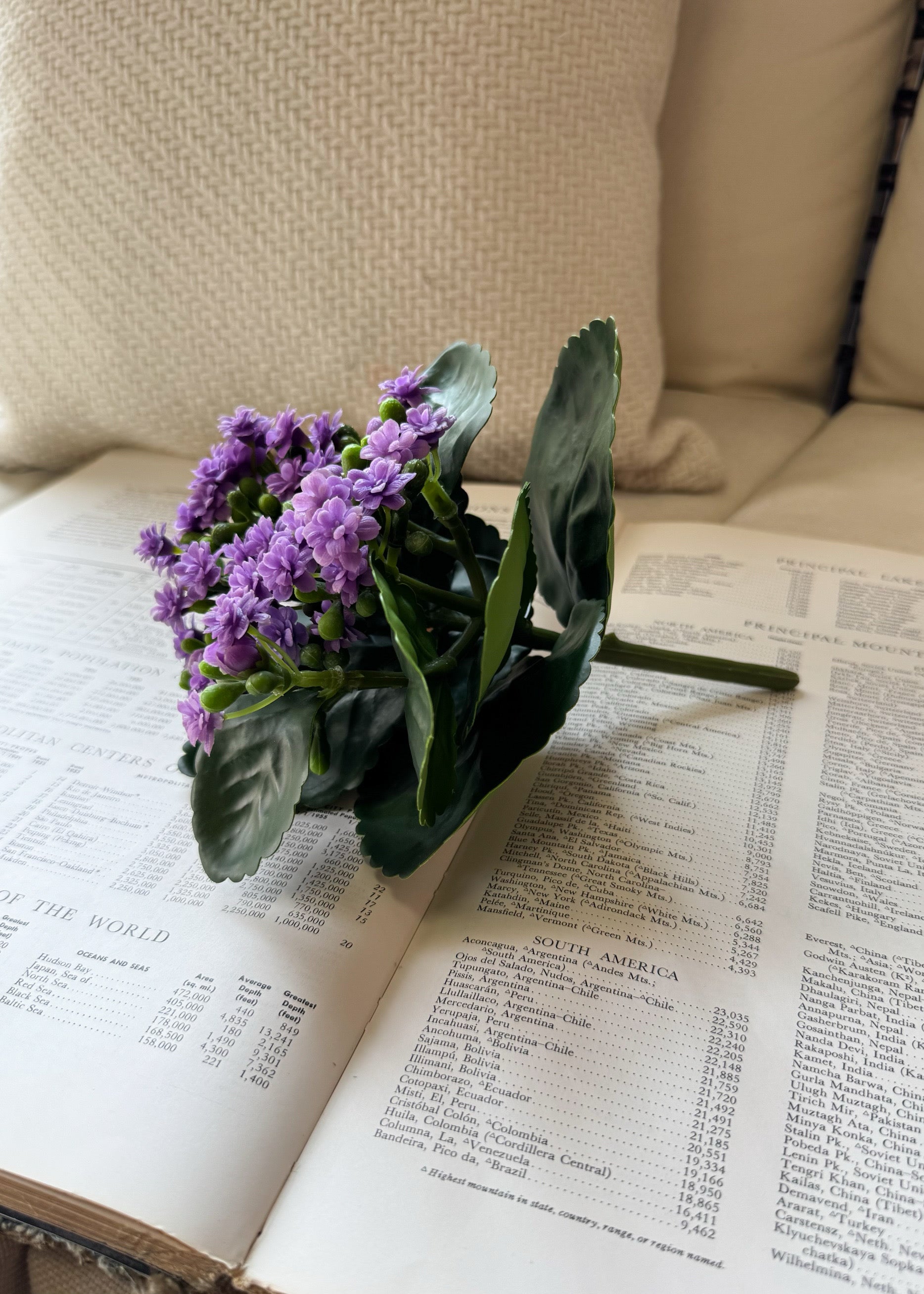 ITEM 10193 LV - 8.25" LAVENDER KALANCHOE BUSH