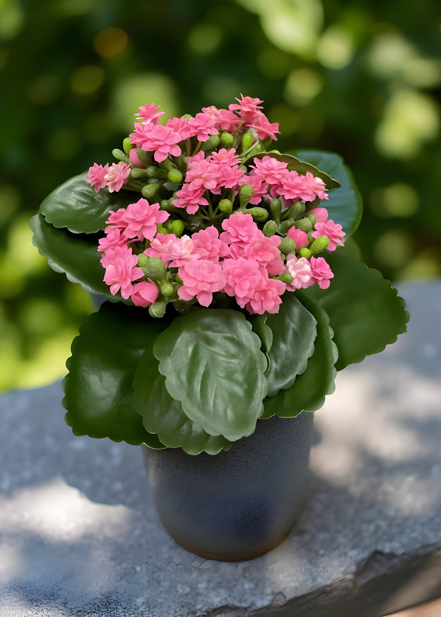 ITEM 10193 PK - 8.25" PINK KALANCHOE BUSH