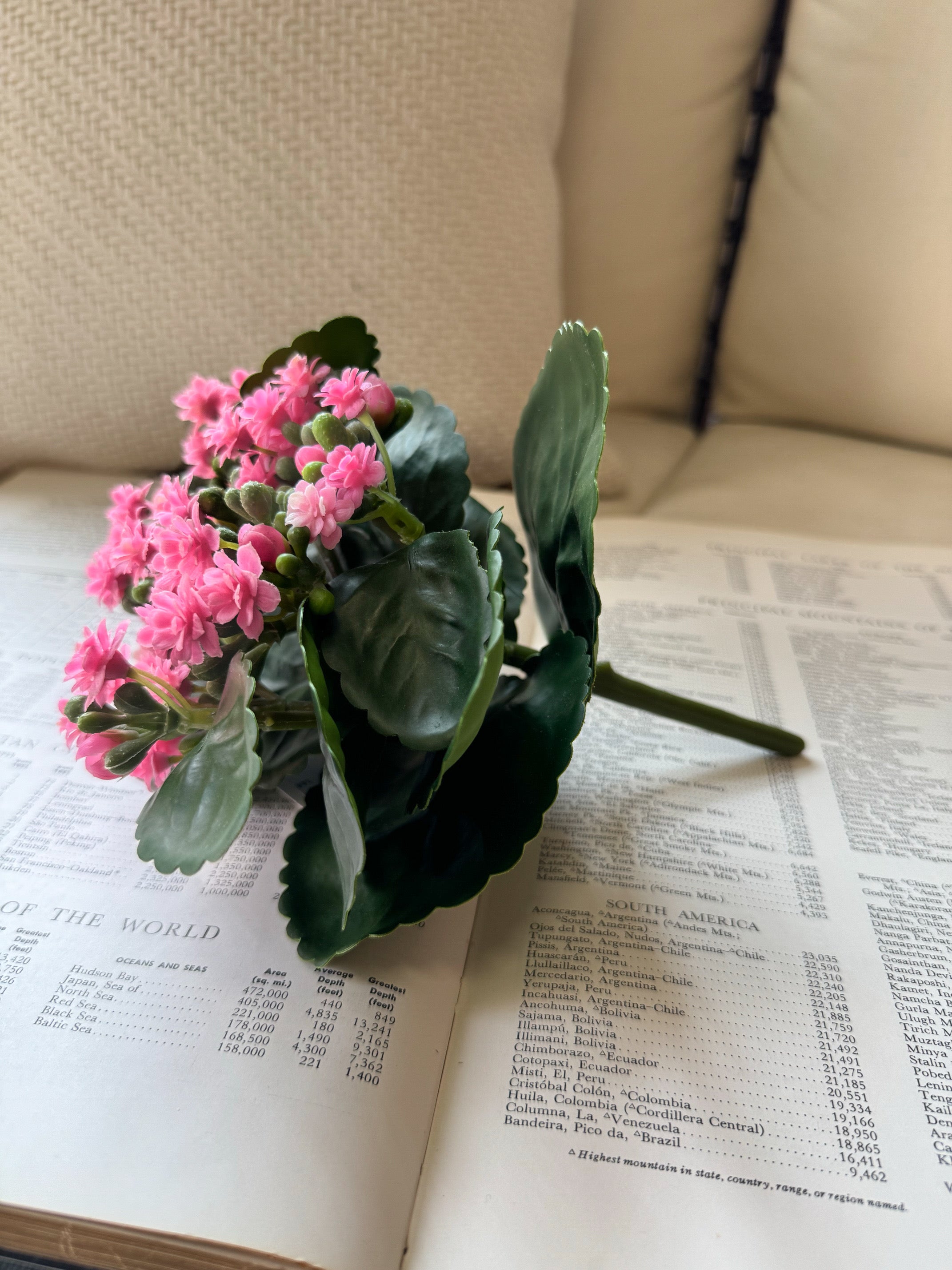 ITEM 10193 PK - 8.25" PINK KALANCHOE BUSH