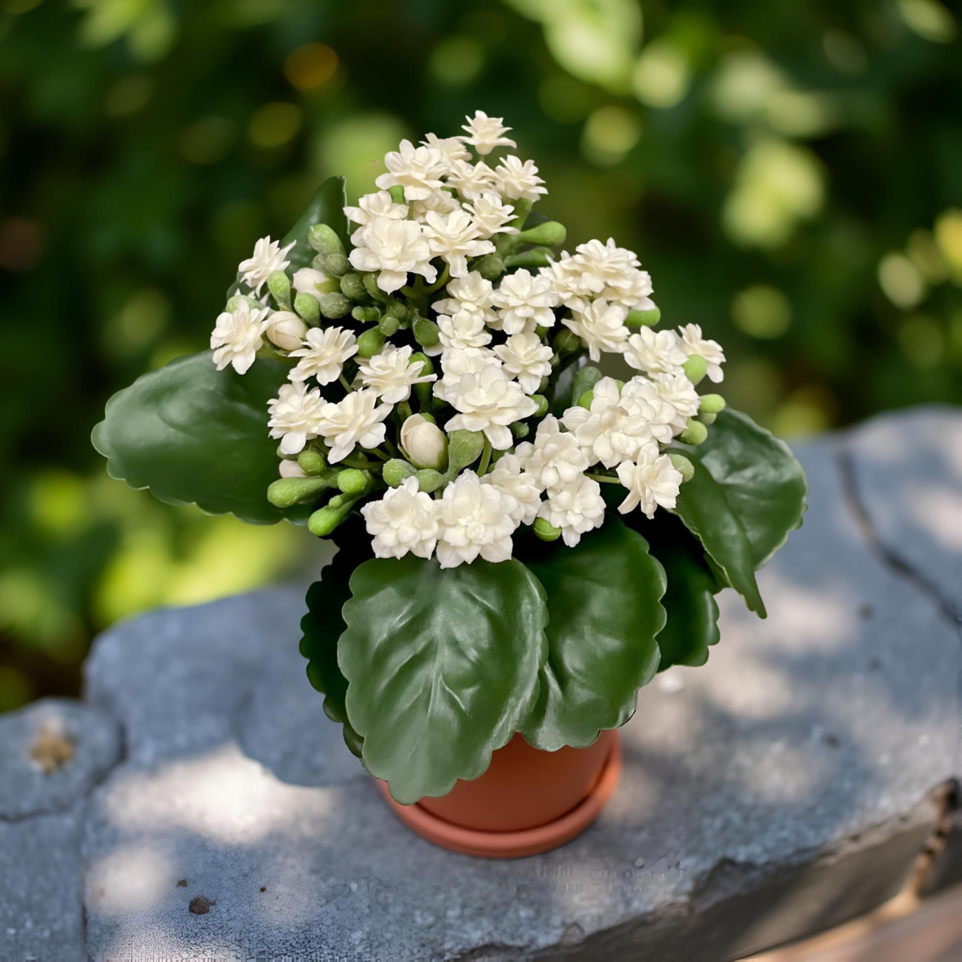 ITEM 10193 W - 8.25" WHITE KALANCHOE BUSH