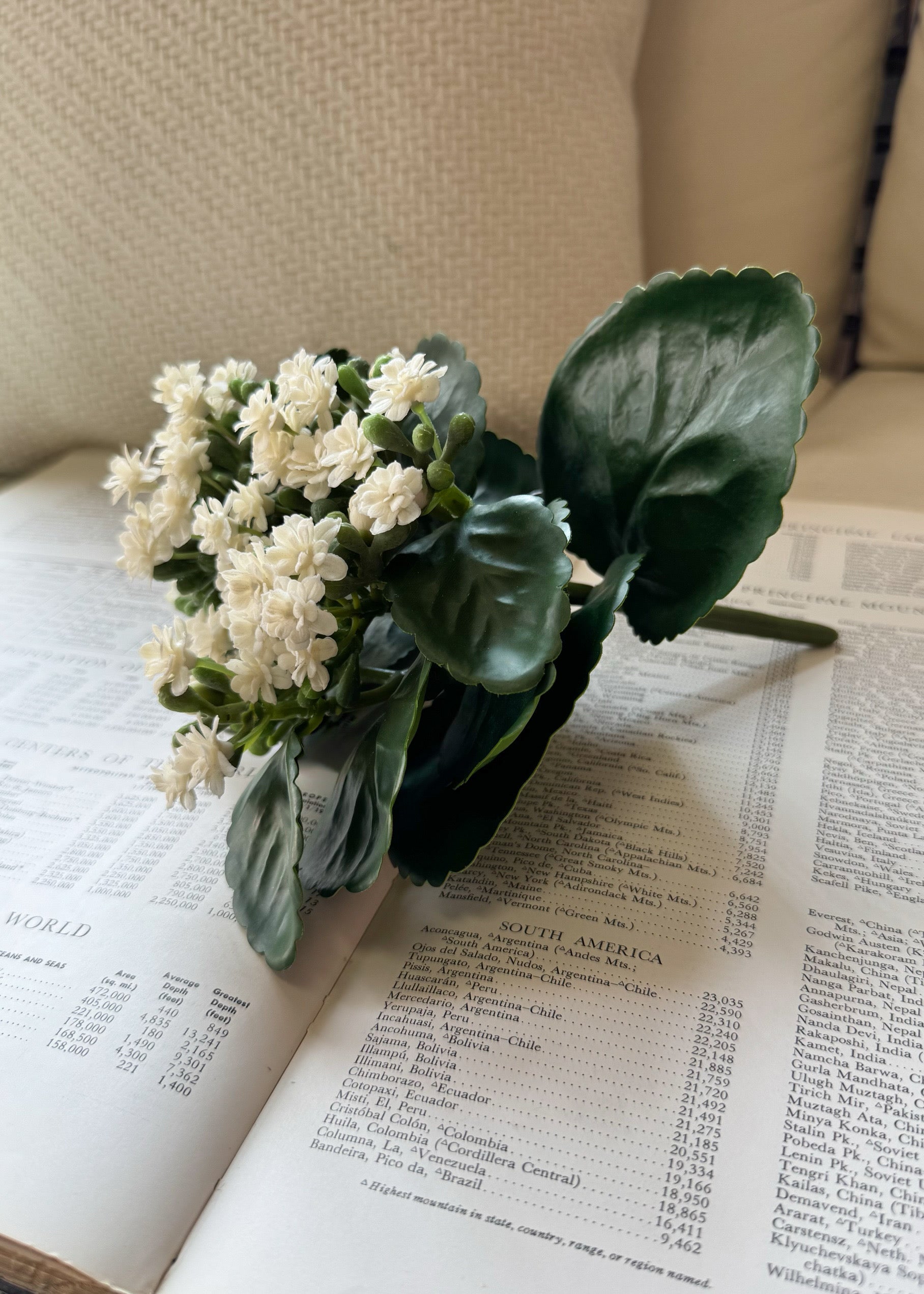 ITEM 10193 W - 8.25" WHITE KALANCHOE BUSH