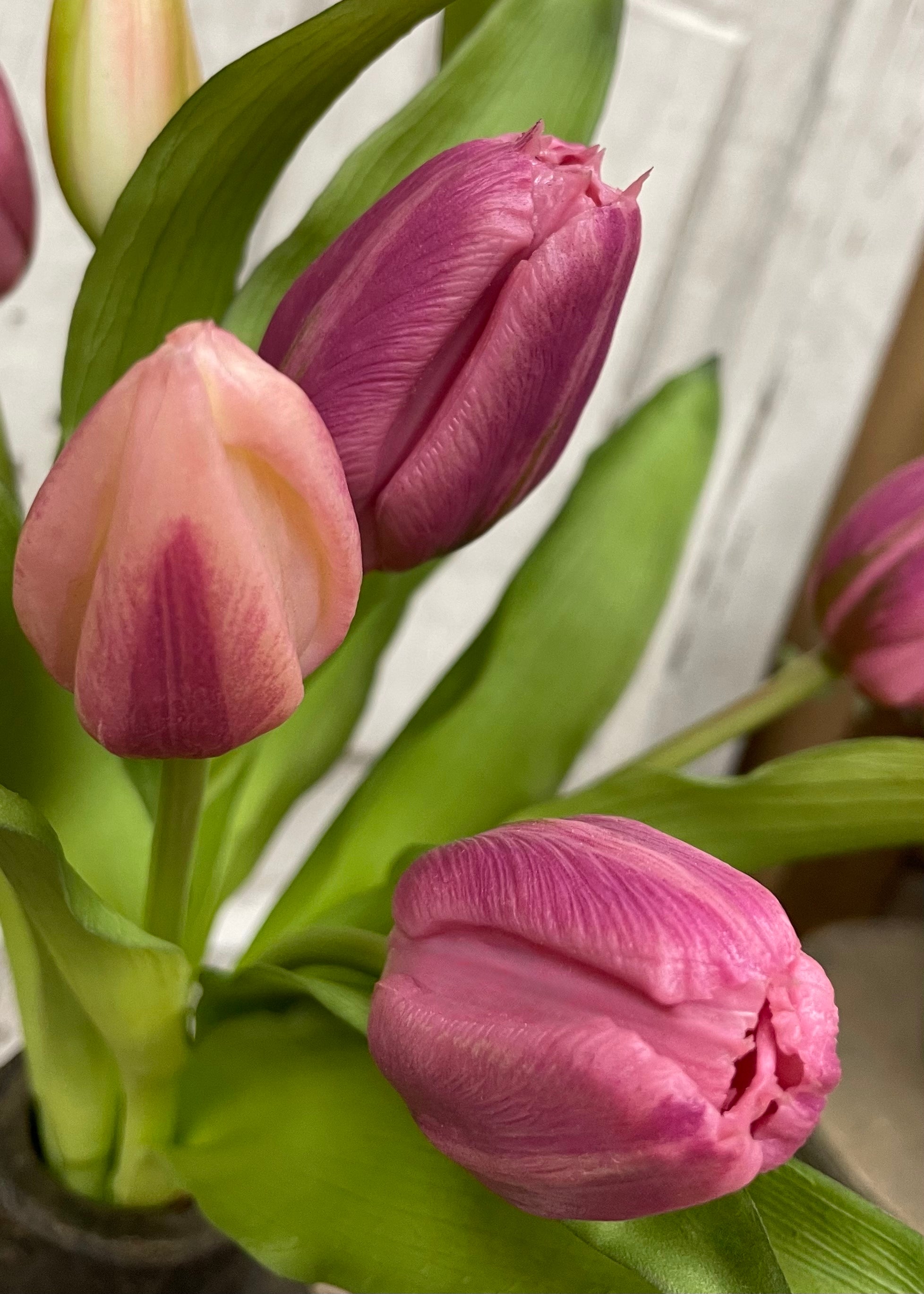 ITEM 10194 LTPLUM(AVAILABLE) - 12" FRESH TOUCH LIGHT PLUM FORMOSA TULIP BUNDLE (4 FLOWERS & 3 BUDS TO A BUNDLE)