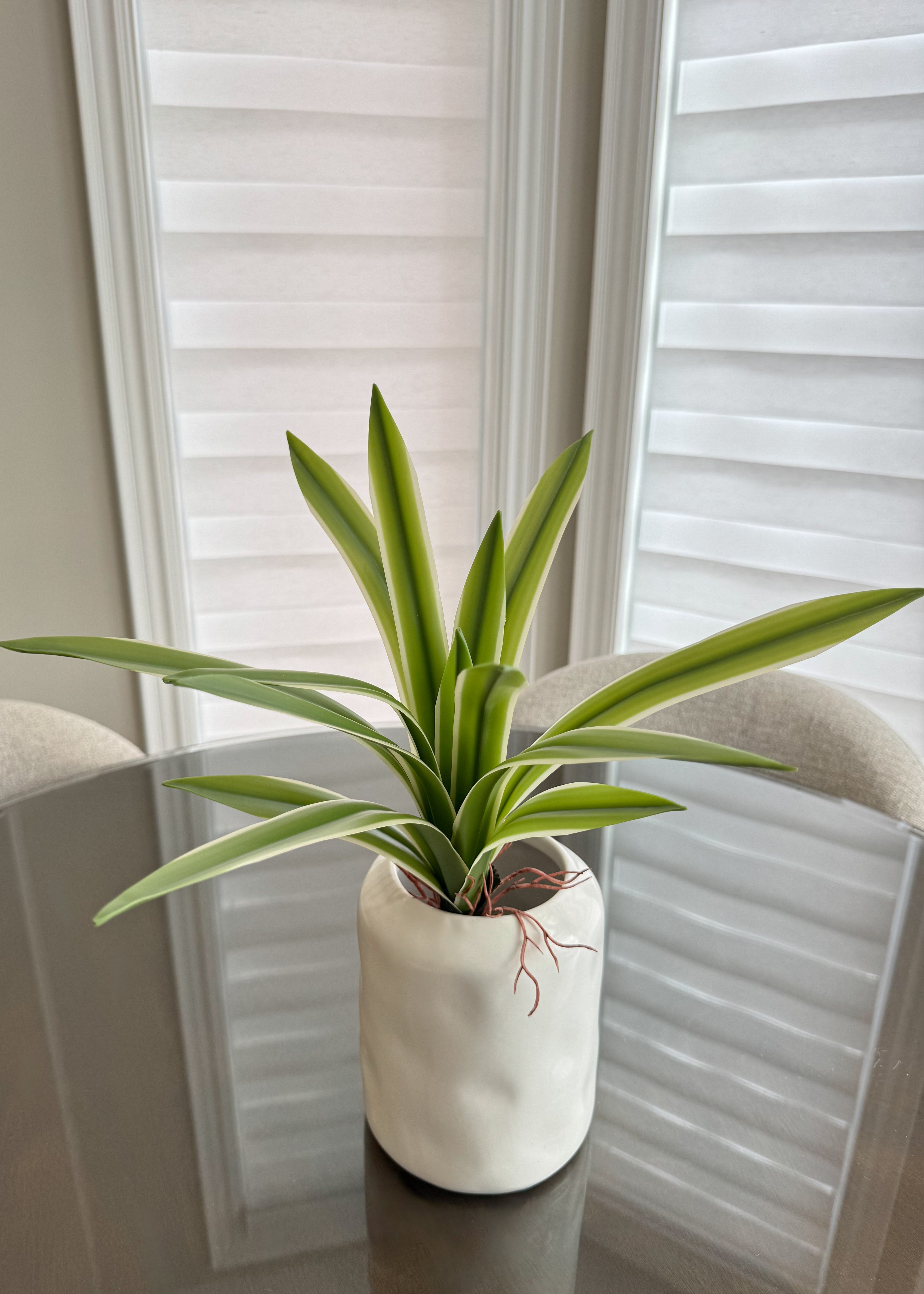 ITEM 11503 - 14" FRESH TOUCH GREEN WHITE CYMBIDIUM PLANT