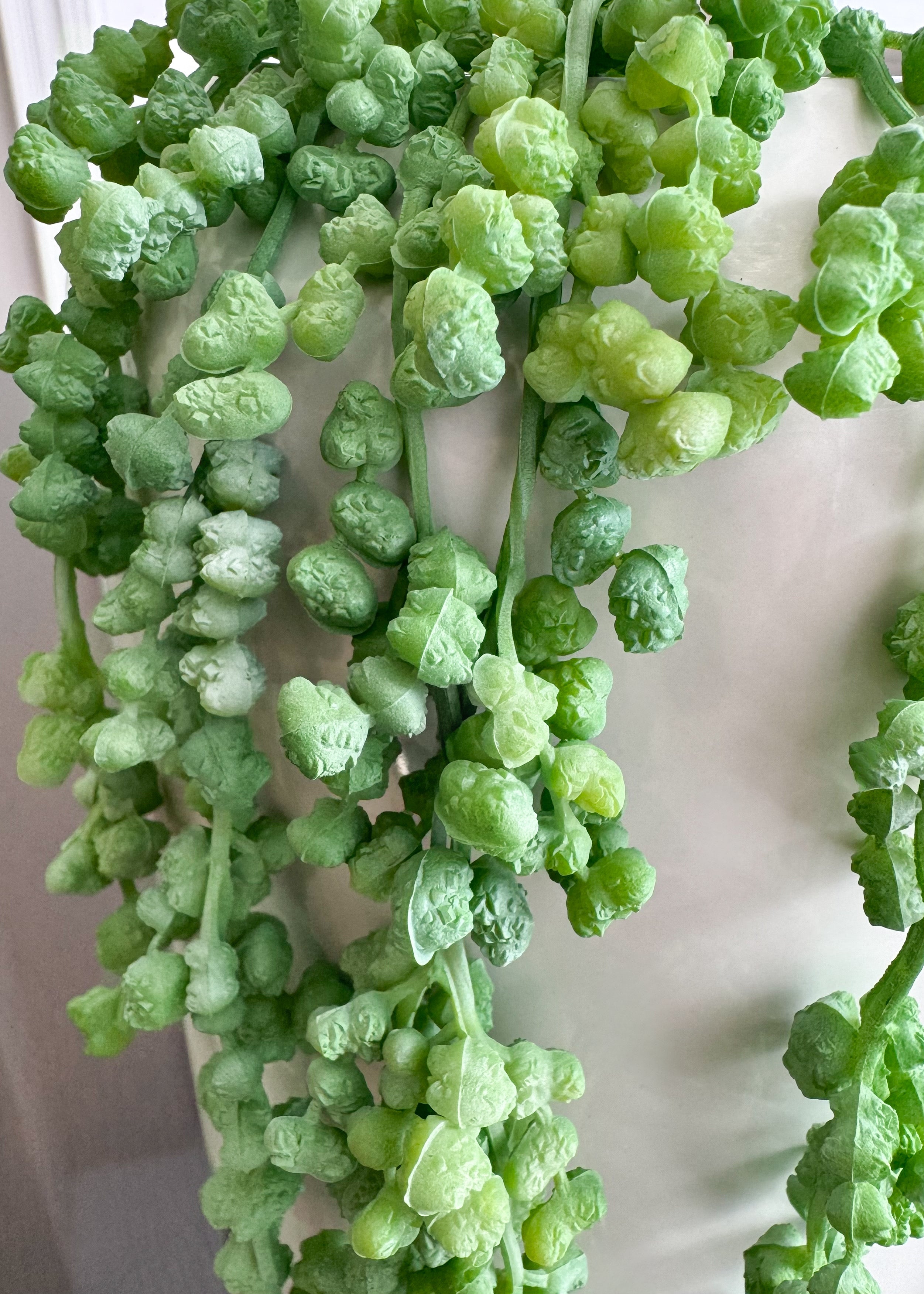 ITEM 11515GYGR - 19" GREY GREEN FRESH TOUCH NUT SUCCULENT VINE