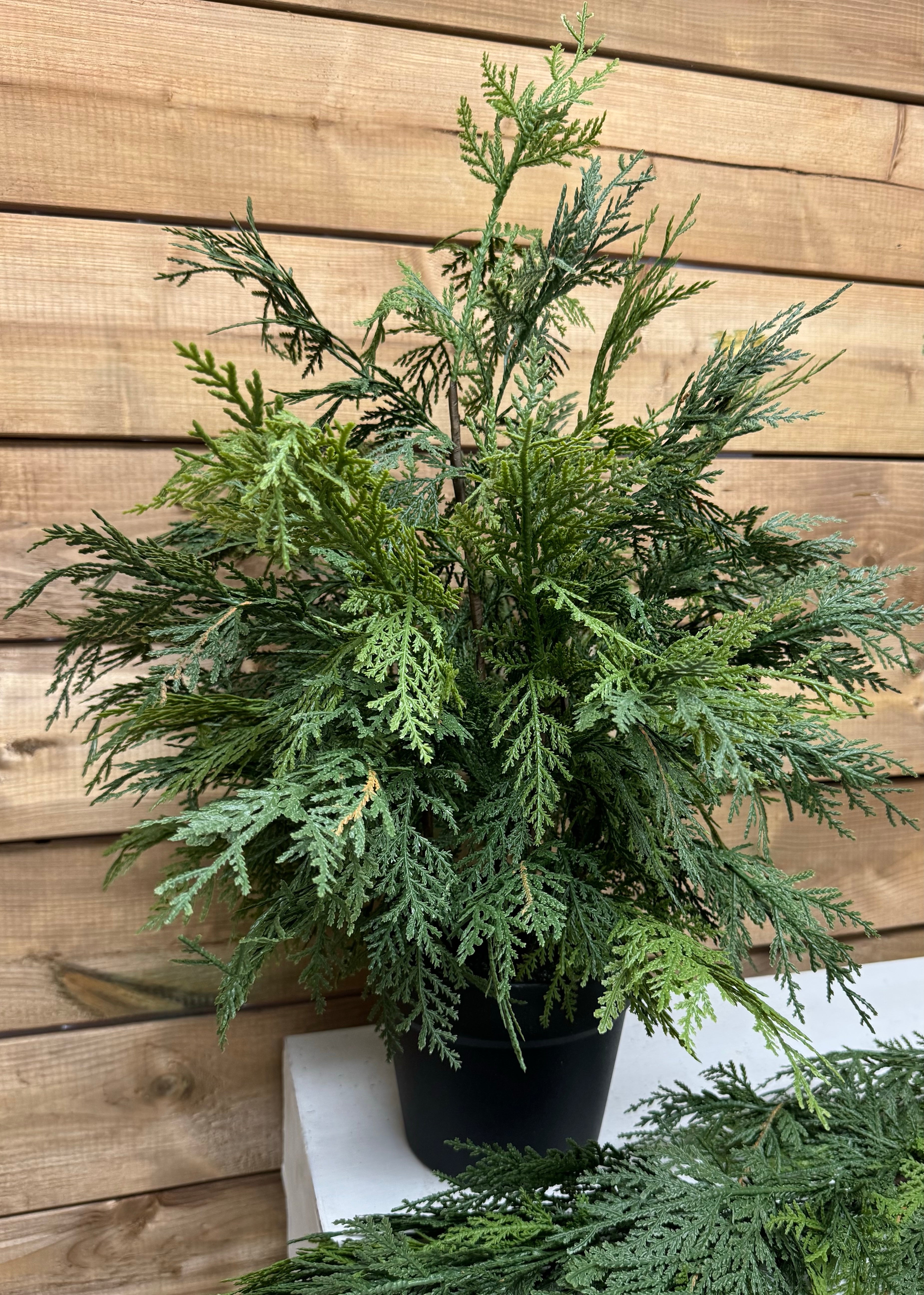 ITEM 81840 - 24" FRESH TOUCH NORTHERN WHITE CEDAR IN PLASTIC BLACK POT