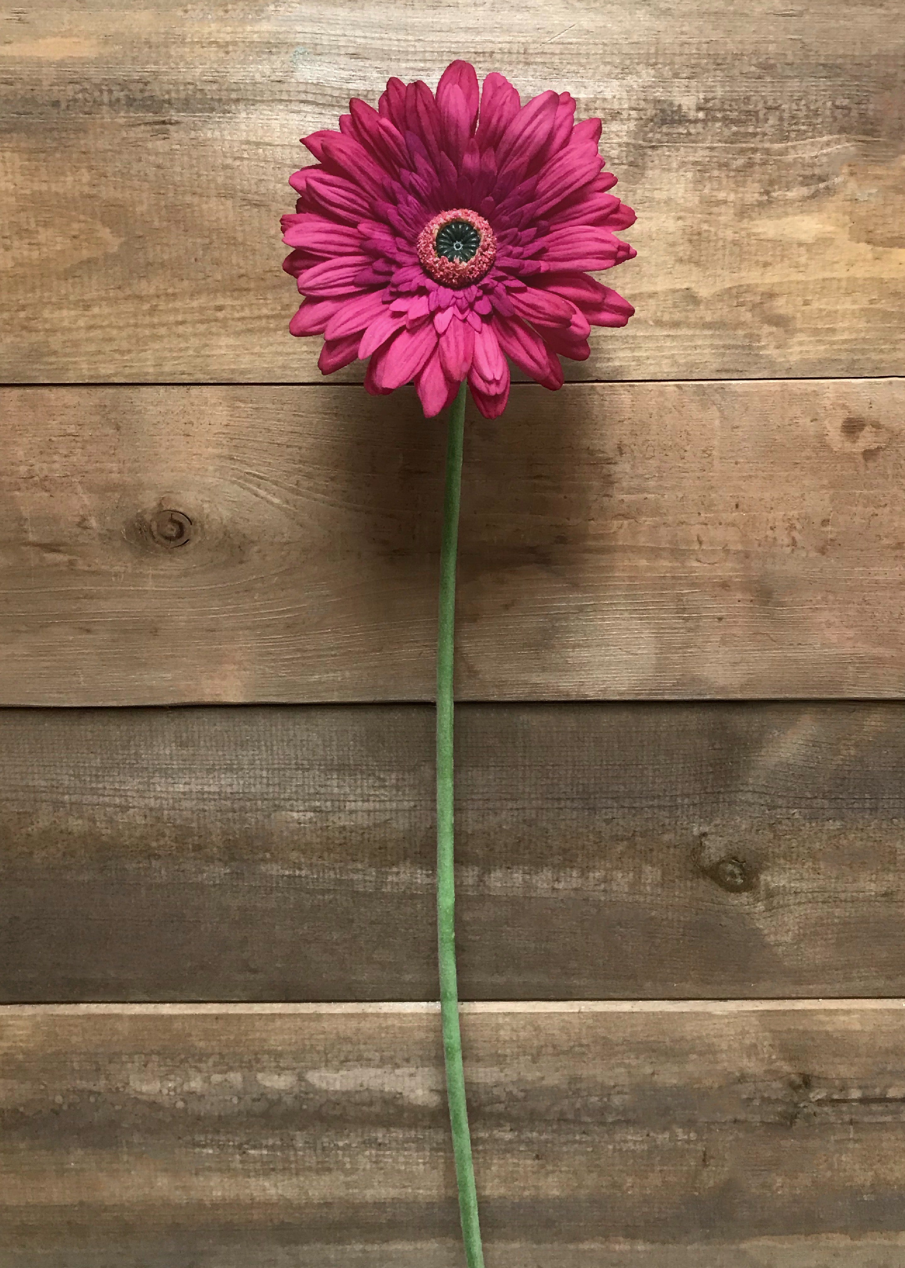 ITEM 00984 ROSE - 25" ROSE FRESH TOUCH SINGLE GERBERA STEM
