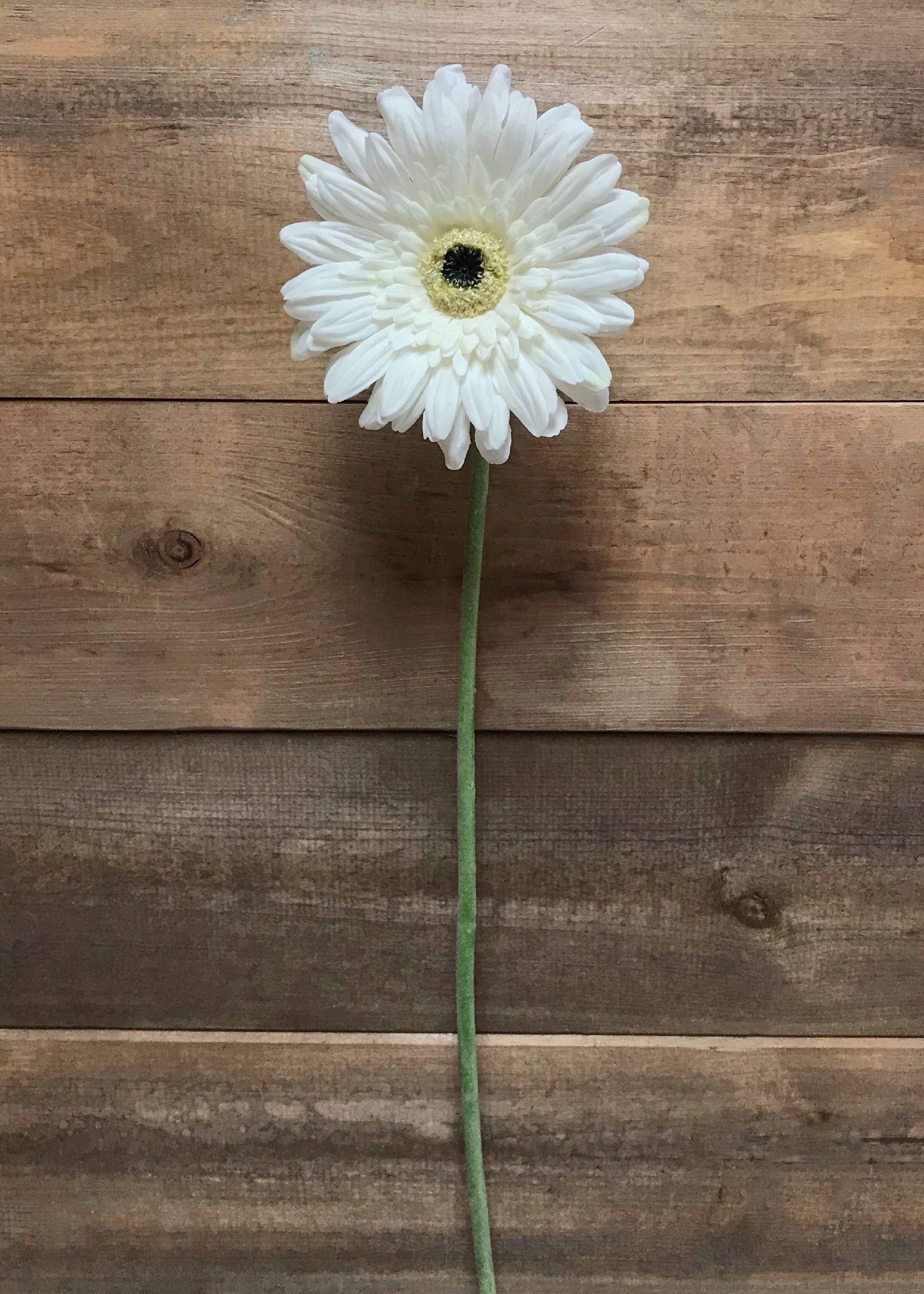 ITEM 00984 W - 25" WHITE FRESH TOUCH SINGLE GERBERA STEM