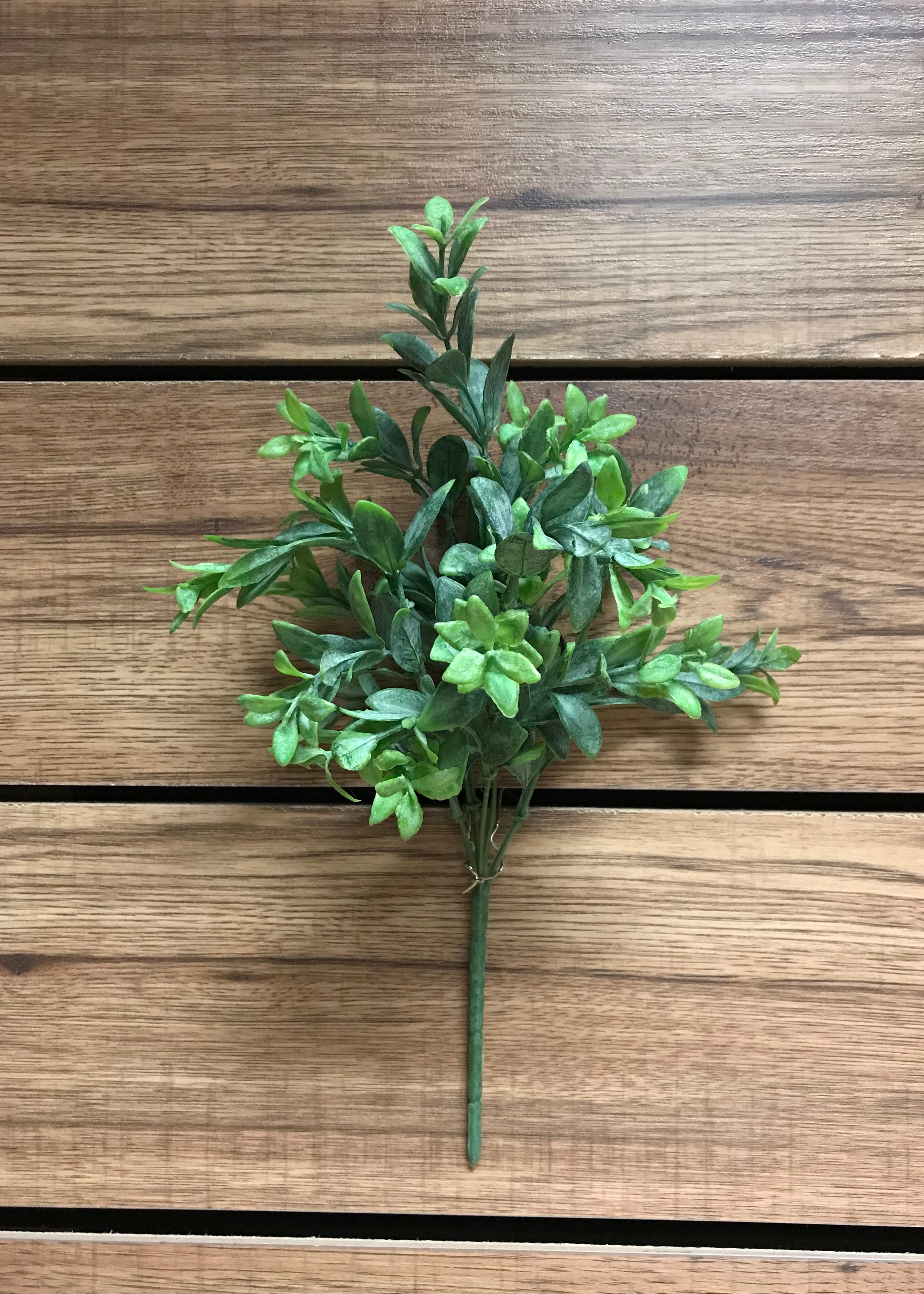 ITEM 11276 - 15" RUSCUS BUSH X 5