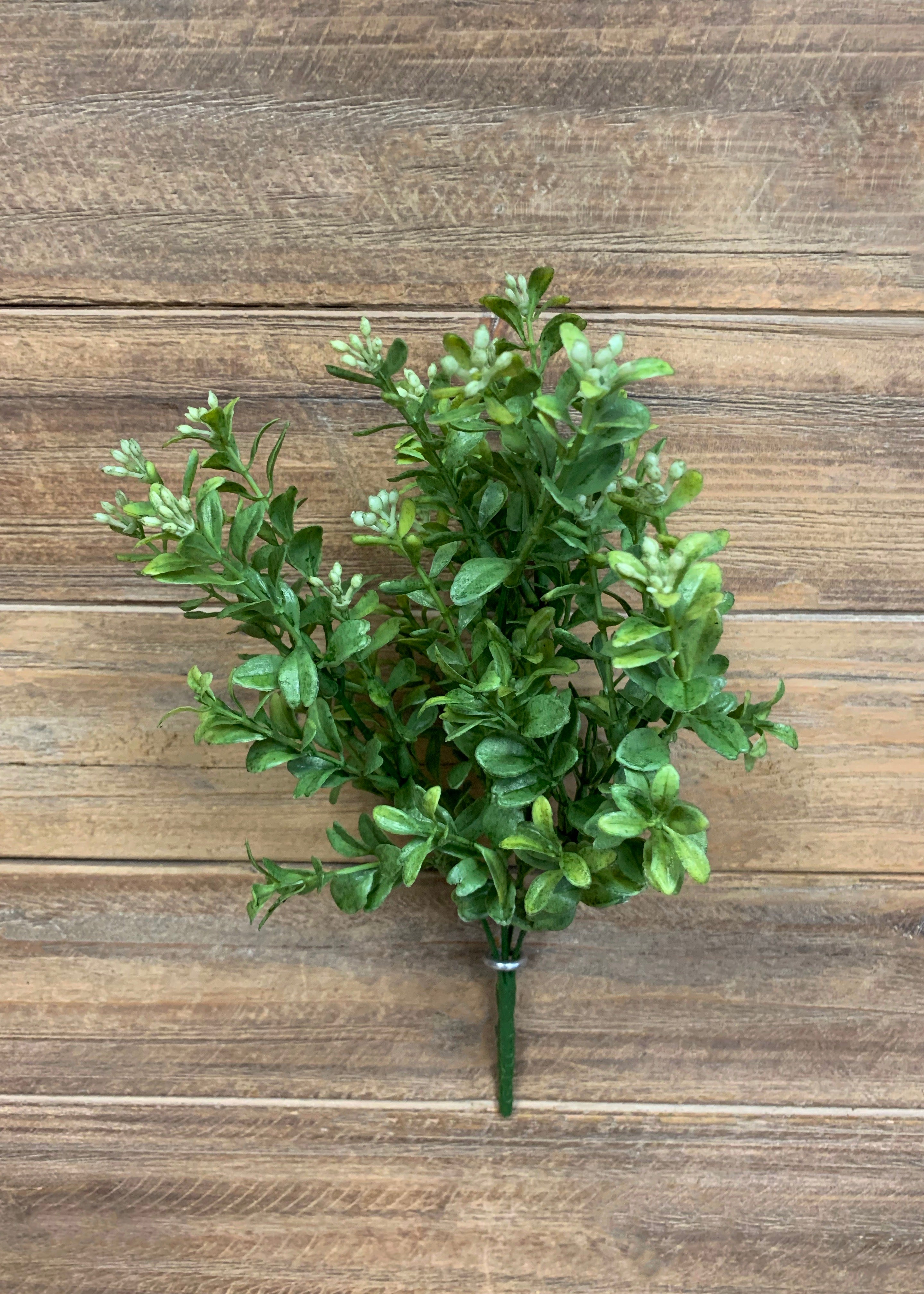 ITEM 11326 - 12" COMMON BOXWOOD BUSH X 4