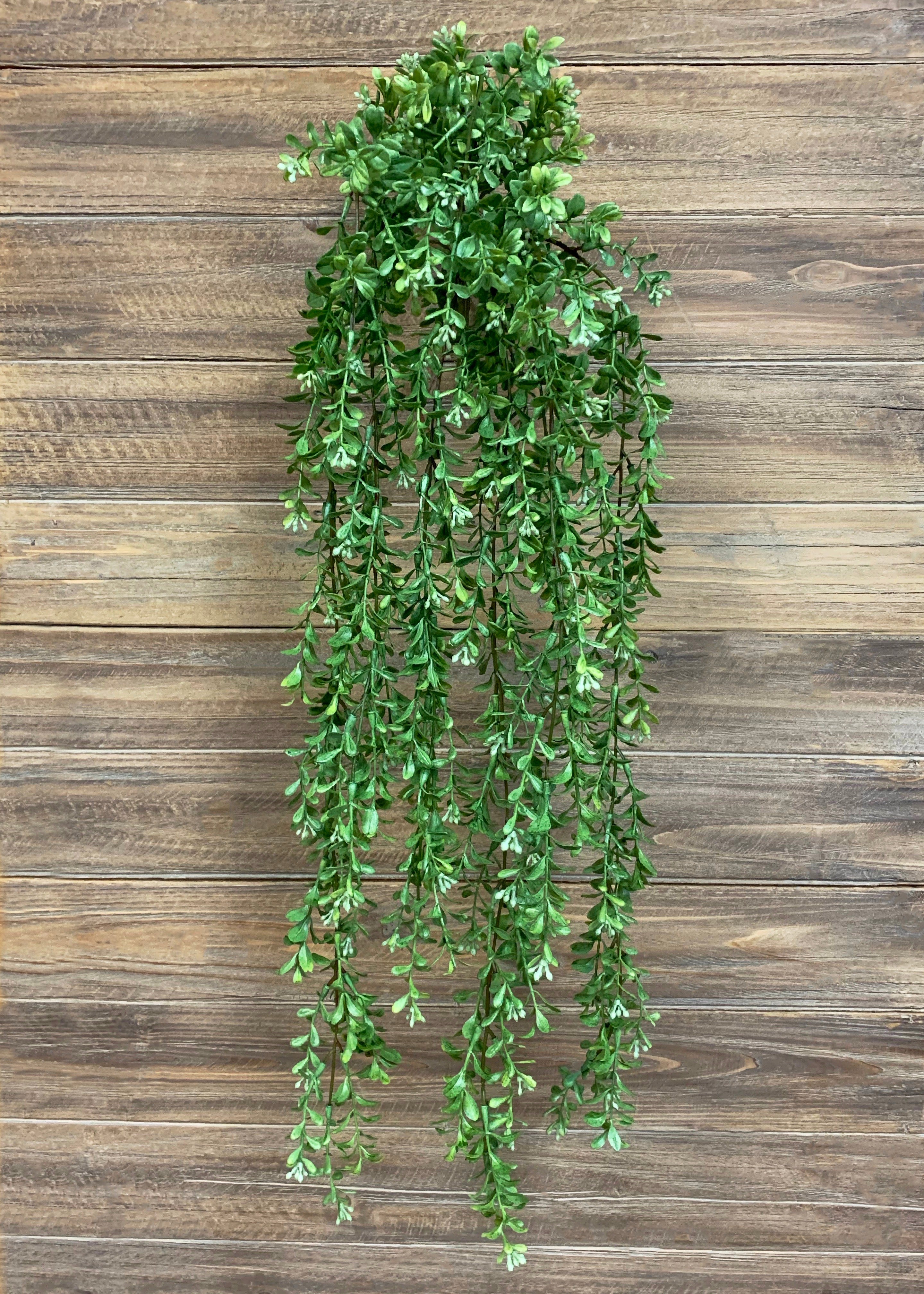 ITEM 11328 - 30" COMMON BOXWOOD HANGNING BUSH X 195 LVS