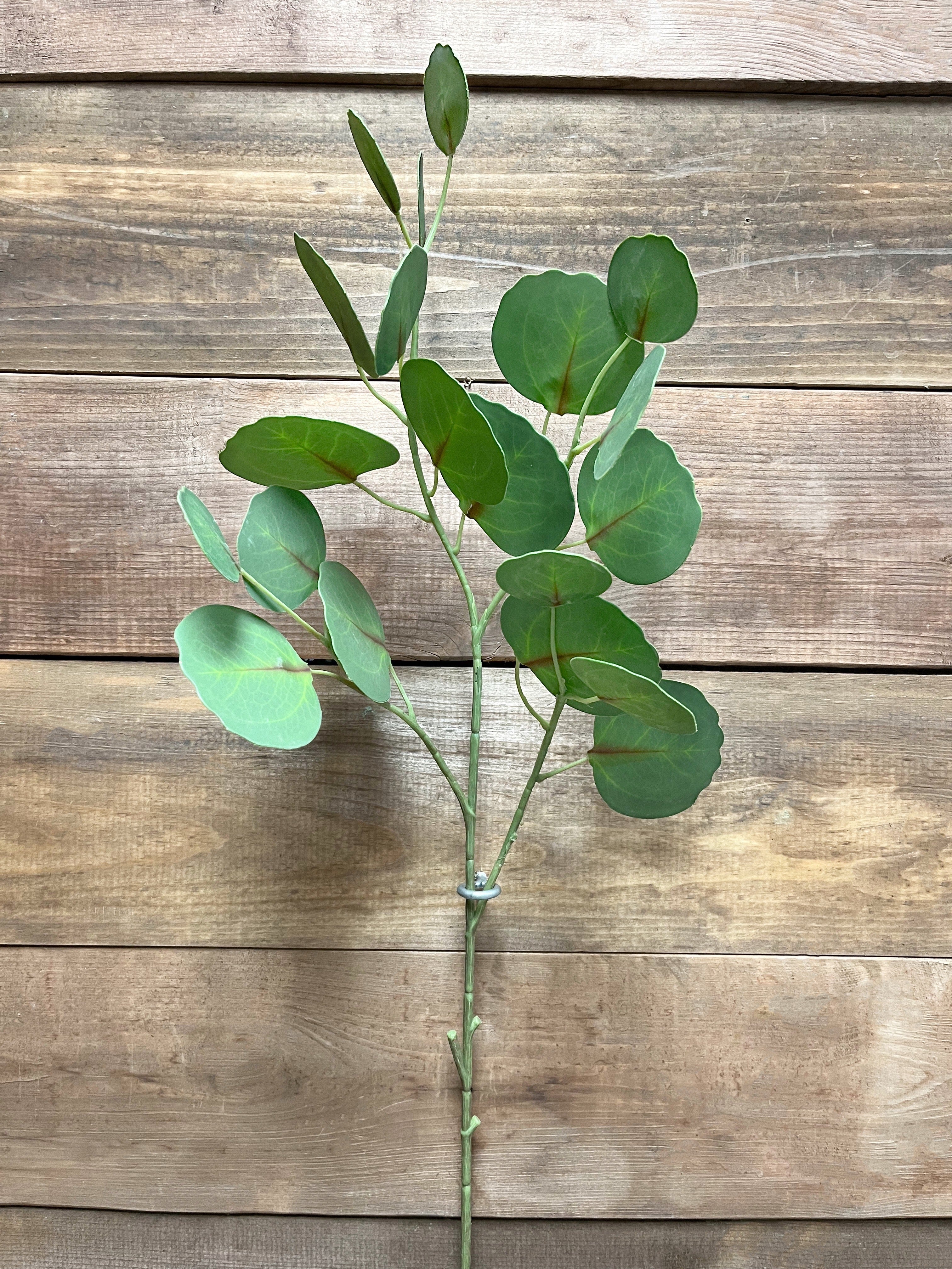 ITEM 11428 - 30" GREEN FRESH TOUCH SILVER DOLLAR EUCALYPTUS SPRAY