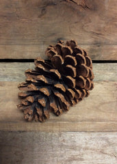 ITEM CONE2 -  13-15CM LARGE PINE CONE W/WIRE--12 PC TO BAG