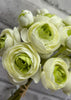 ITEM 00972 GR - 11" GREEN RANUNCULUS - 6 STEMS PER BUNDLE