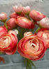 ITEM 00972 PINK - 11" PINK RANUNCULUS - 6 STEMS PER BUNDLE