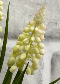 ITEM 00992 W - 10.5" WHITE MUSCARI BUNDLE X 4