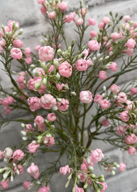 ITEM 00993 PK - 14" PINK BABY'S BREATH BUNDLE X 5