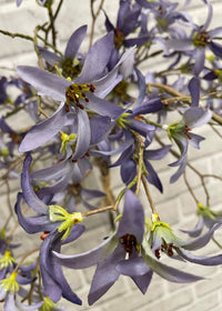 ITEM 00994 LV - 21" LAVENDER FORSYTHIA BUNDLE X 3
