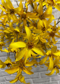 ITEM 00994 Y - 21" YELLOW FORSYTHIA BUNDLE X 3