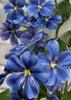 ITEM 01012 LVBL - 33.5" LAVENDER BLUE PHLOX STEM