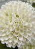 ITEM 01015 W - 17.5" WHITE HONEY COMB BUNDLE