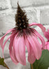 ITEM 01017 ROSE - 36" ROSE CONE FLOWER STEM