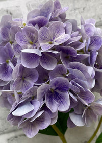 ITEM 01024 LV  - 30" LAVENDER FRESH TOUCH HYDRANGEA SPRAY