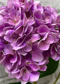 ITEM 01024 MV  - 30" MAUVE FRESH TOUCH HYDRANGEA SPRAY
