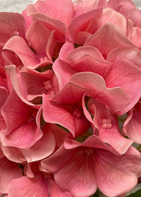 ITEM 01028 PK -  25.5" FRESH TOUCH PINK HYDRANGEA X 3 IN A PLASTIC BLACK POT