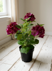 ITEM 01028 ROSE -  25.5" FRESH TOUCH ROSE HYDRANGEA X 3 IN A PLASTIC BLACK POT