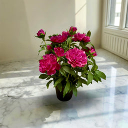 ITEM 01029 ROSE -  26" ROSE PEONY BUSH IN PLASTIC BLACK POT