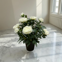 ITEM 01029 W -  26" WHITE PEONY BUSH IN PLASTIC BLACK POT