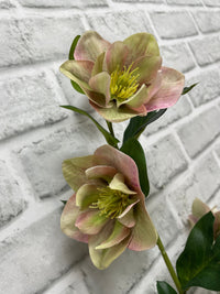 ITEM 01036 PKGR  - 32" FRESH TOUCH PINK GREEN HELLEBOES SPRAY