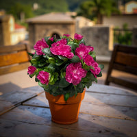 ITEM 10174 ROSE -  14.5" ROSE AZALEA BUSH