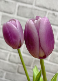 ITEM 10186 LVW - 16" FRESH TOUCH DYNASTY LAVENDER WHITE TULIP BUNDLE (3 FLOWERS & 2 BUDS TO A BUNDLE)