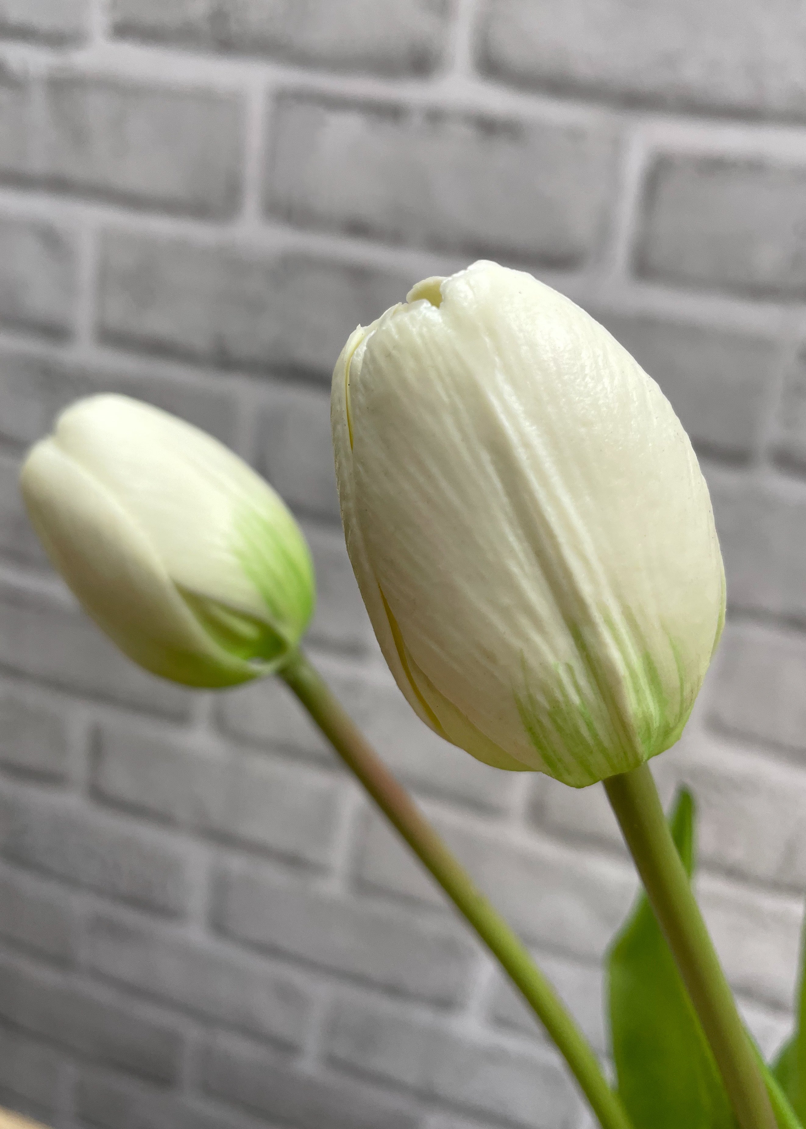 ITEM 10186 W - 16" FRESH TOUCH DYNASTY WHITE TULIP BUNDLE (3 FLOWERS & 2 BUDS TO A BUNDLE)