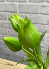 ITEM 10187 GR - 10" FRESH TOUCH MINI WILD GREEN TULIP BUNDLE (3 FLOWERS & 2 BUDS TO A BUNDLE)