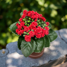 ITEM 10193 R - 8.25" RED KALANCHOE BUSH