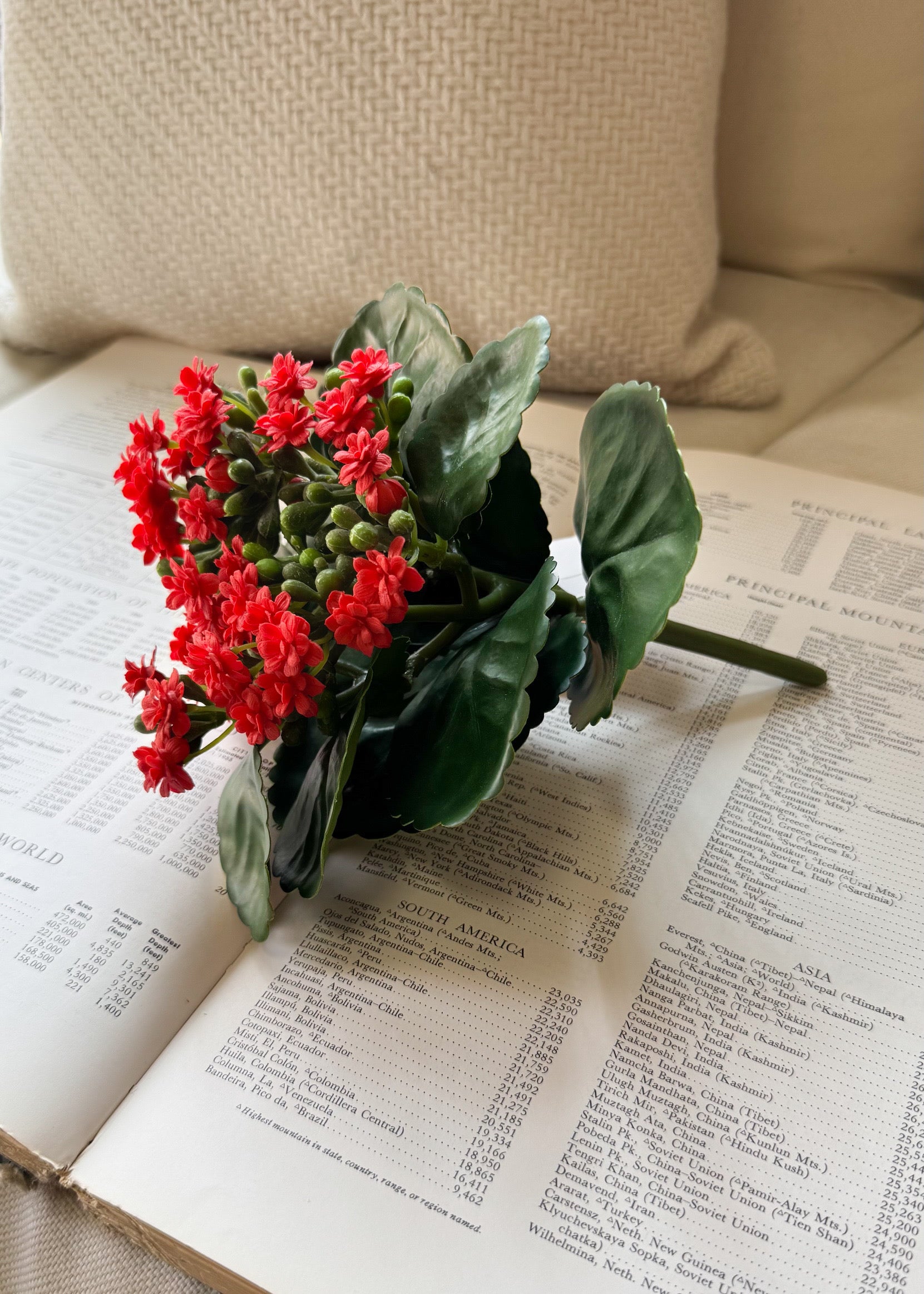 ITEM 10193 R - 8.25" RED KALANCHOE BUSH