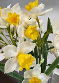 ITEM 10201 Y - 12" FRESH TOUCH YELLOW PAPERWHITE BUNDLE