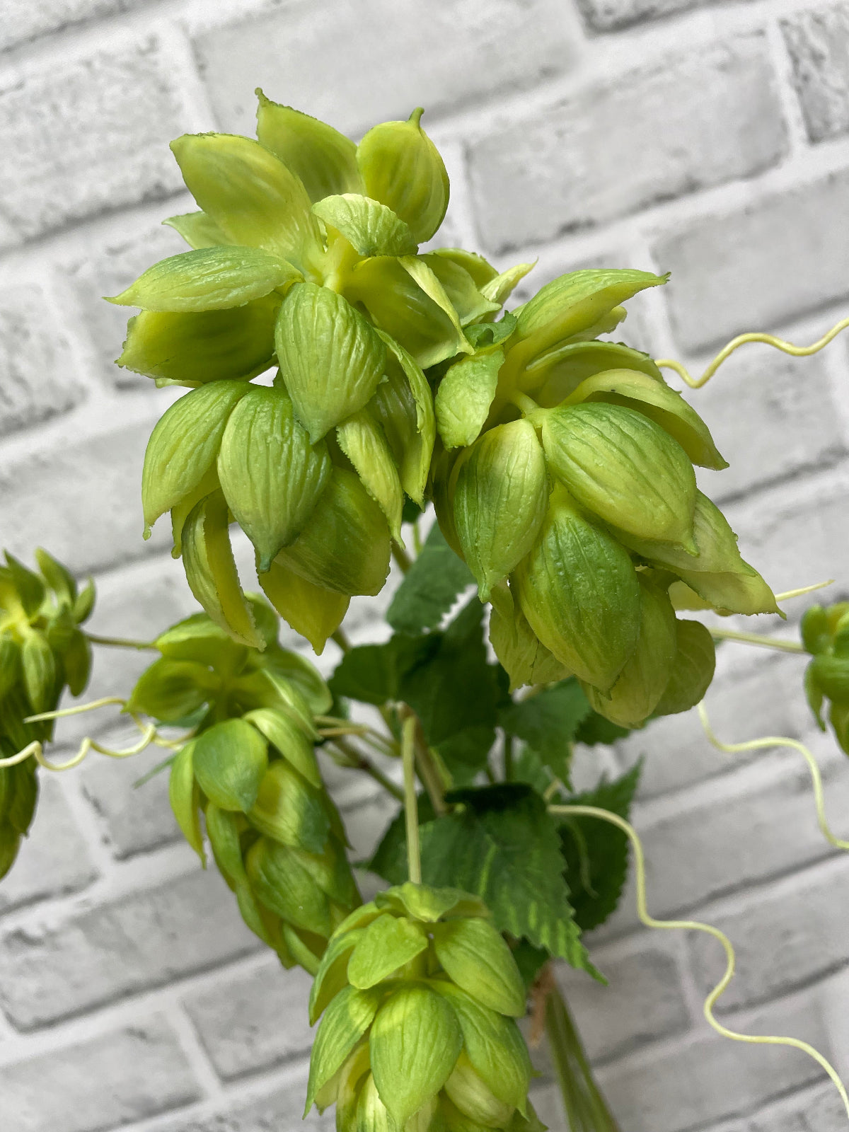 ITEM 10203 GR - 25.5" FRESH TOUCH GREEN HOPS BUNDLE WITH 5 STEMS