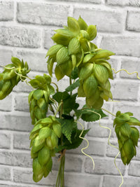 ITEM 10203 GR - 25.5" FRESH TOUCH GREEN HOPS BUNDLE WITH 5 STEMS