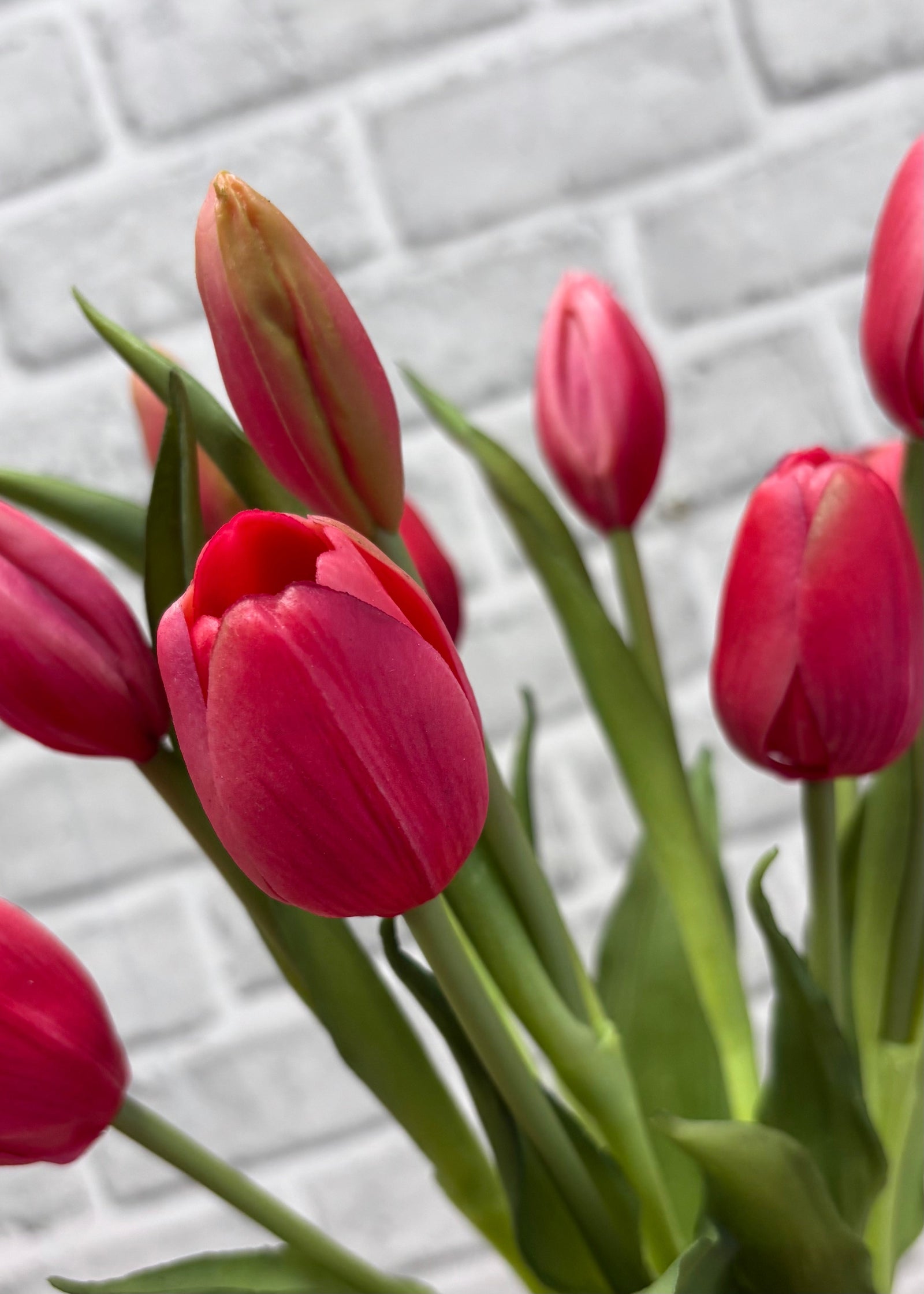 ITEM 10211 ROSE - 18.5" FRESH TOUCH DYNASTY ROSE TULIP BUNDLE (6 FLOWERS, 4 BUDS)