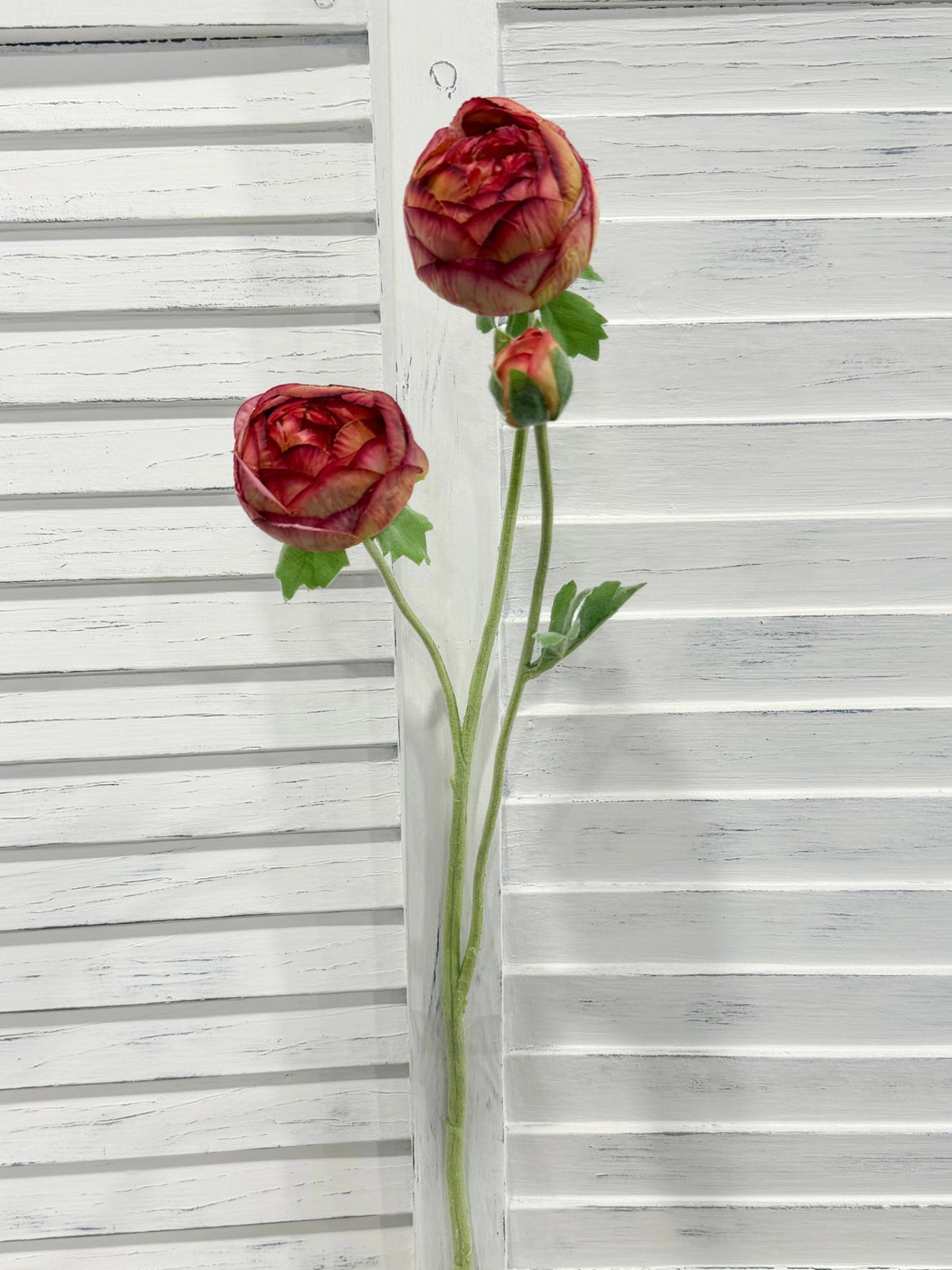 ITEM 10223 BURGR - 25" BURGUNDY GREEN FRESH TOUCH RANUNCULUS