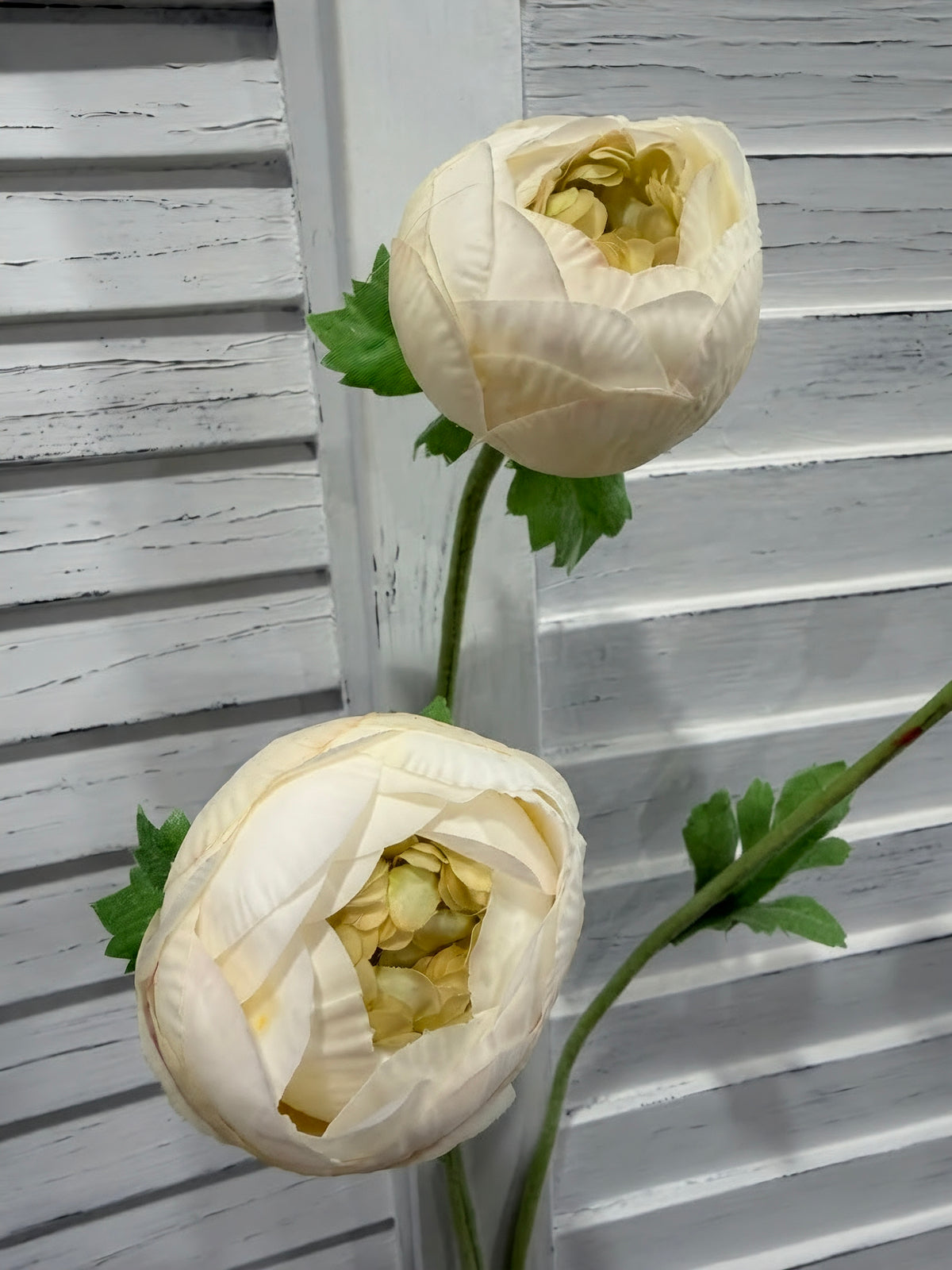 ITEM 10223 CM - 25" CREAM FRESH TOUCH RANUNCULUS