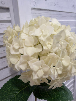 ITEM 10231 W - 25" WHITE FRESH TOUCH UV HYDRANGEA SPRAY