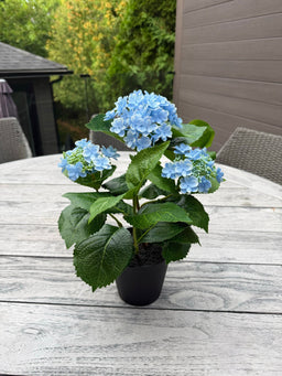 ITEM 10235 BL - 15" UV BLUE FRESH TOUCH  ANNABELLE HYDRANGEA BUSH IN A  BLACK PLASTIC POT - 3 HEADS