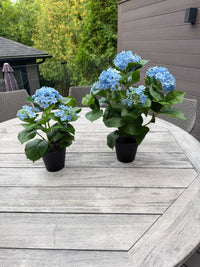 ITEM 10236 BL - 19" UV BLUE FRESH TOUCH ANNABELLE HYDRANGEA BUSH IN A  BLACK PLASTIC POT - 6 HEADS