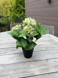 ITEM 10235 GR - 15" UV GREEN FRESH TOUCH ANNABELLE HYDRANGEA BUSH IN A  BLACK PLASTIC POT - 3 HEADS